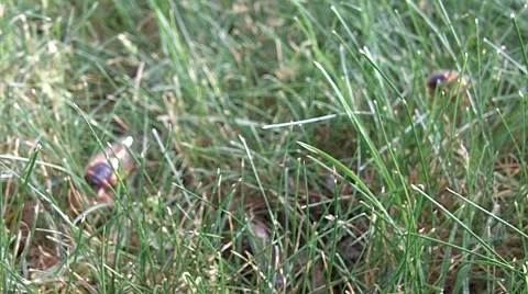 Cicadas walking on grass Stock Footage 63785642