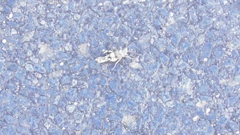 Cicade on the asphalt Stock Footage 344300462