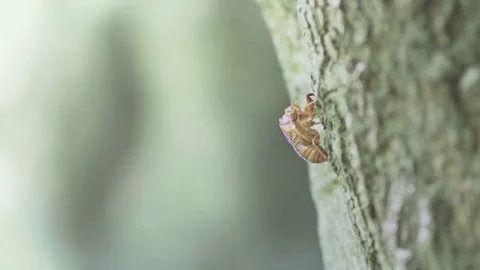 Cicadian shell, Process of growth Stock Footage 69282258