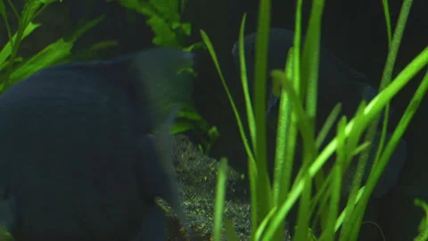 Cichlasoma Severum Guards Eggs in Planted Freshwater Aquarium Vídeo Stock 343320368
