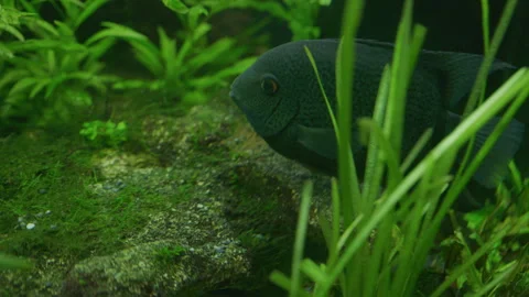 Cichlasoma Severum Guards Eggs in Planted Freshwater Aquarium 스톡 동영상 343320430