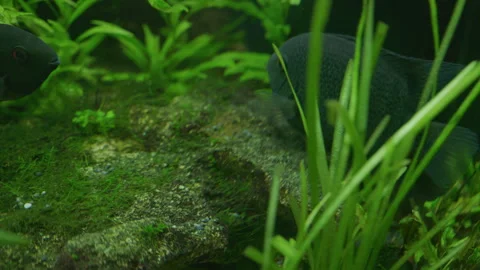 Cichlasoma Severum Guards Eggs in Planted Freshwater Aquarium 스톡 동영상 343320441