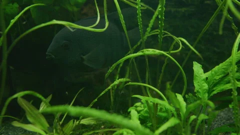 Cichlasoma Severum Guards Eggs in Planted Freshwater Aquarium 스톡 동영상 343320495