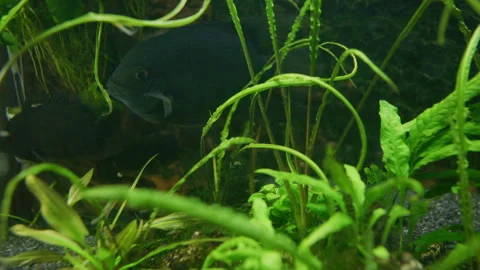 Cichlasoma Severum Guards Eggs in Planted Freshwater Aquarium 스톡 동영상 343320498