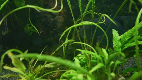 Cichlasoma Severum Guards Eggs in Planted Freshwater Aquarium 스톡 동영상 343320594