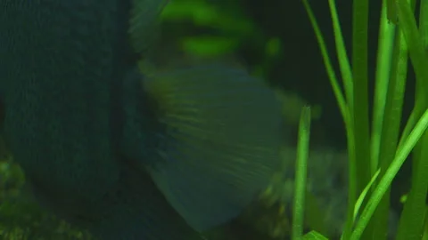 Cichlasoma Severum Guards Eggs in Planted Freshwater Aquarium 스톡 동영상 343320670