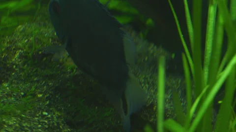 Cichlasoma Severum Guards Eggs in Planted Freshwater Aquarium 스톡 동영상 343320701