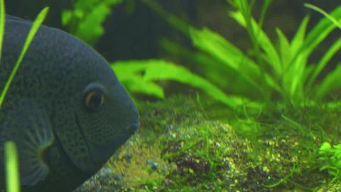 Cichlasoma Severum Guards Eggs in Planted Freshwater Aquarium 스톡 동영상 343320912