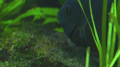 Cichlasoma Severum Guards Eggs in Planted Freshwater Aquarium 스톡 동영상 343320922