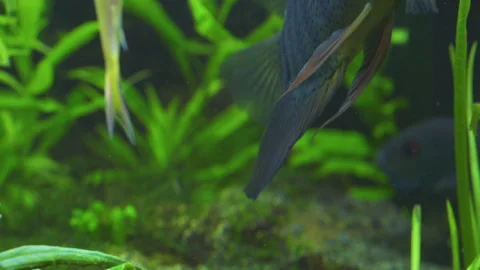 Cichlasoma Severum Guards Eggs in Planted Freshwater Aquarium 스톡 동영상 343321036