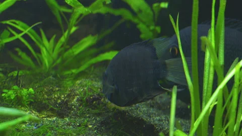 Cichlasoma Severum Guards Eggs in Planted Freshwater Aquarium 스톡 동영상 343321107