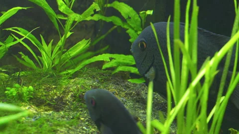 Cichlasoma Severum Guards Eggs in Planted Freshwater Aquarium 스톡 동영상 343321662