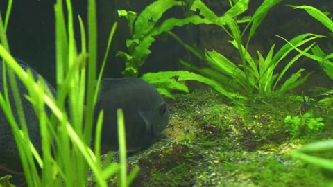 Cichlasoma Severum Guards Eggs in Planted Freshwater Aquarium 스톡 동영상 343321672