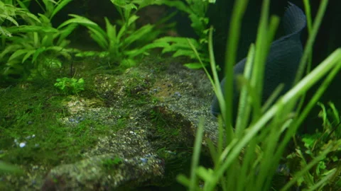Cichlasoma Severum Guards Eggs in Planted Freshwater Aquarium 스톡 동영상 343321848