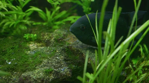 Cichlasoma Severum Guards Eggs in Planted Freshwater Aquarium 스톡 동영상 343321958