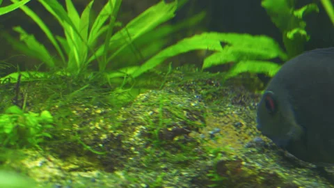 Cichlasoma Severum Guards Eggs in Planted Freshwater Aquarium 스톡 동영상 343322089