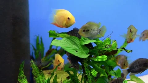 Cichlid fish heros severus Stock Footage 163171149