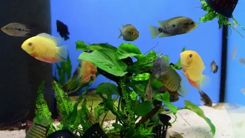 Cichlid fish heros severus Stock Footage 163171235