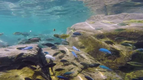 Cichlid fish in Lake Malawi Stock Footage 74420136