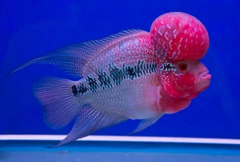 Cichlid fish Stock Photos