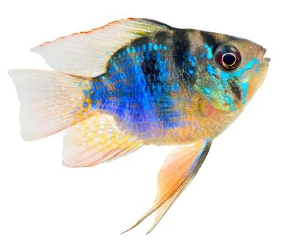 Cichlid fish Stock Photos