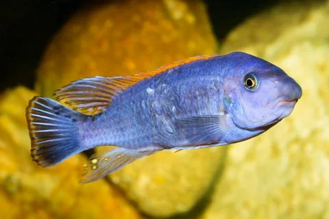 Cichlid fish Foto stock
