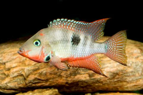 Cichlid fish Stock Photos