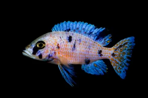 Cichlid fish Stock Photos