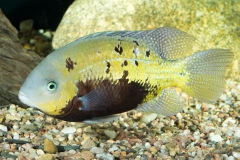Cichlid fish 스톡 사진