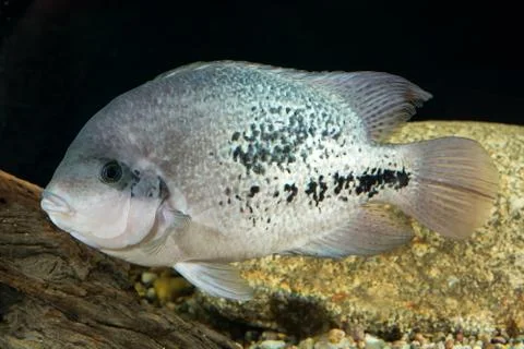 Cichlid fish Stock Photos