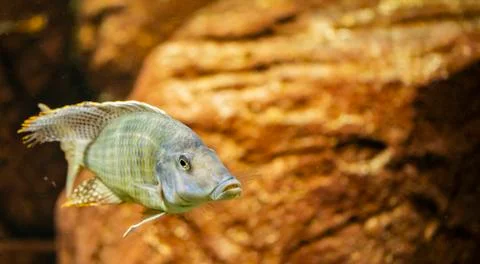Cichlid fish Stock-Fotos