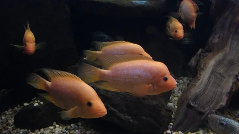 Cichlid Stock Footage 76748119