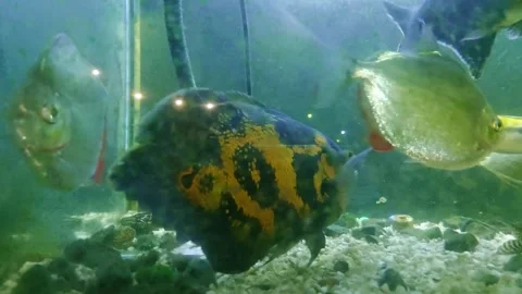 Cichlids, silver dollar or Metynnis argenteus and oscar fish or astronotus Stock Footage 310188437