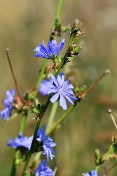 Cichorium closeup Stock Photos