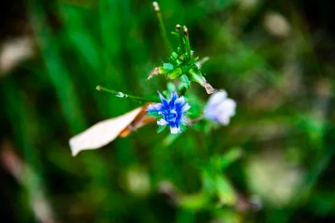 Cichorium Endivia Stock Photos