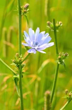 Cichorium flower Stock Photos