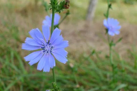Cichorium Intybus. Stock Photos