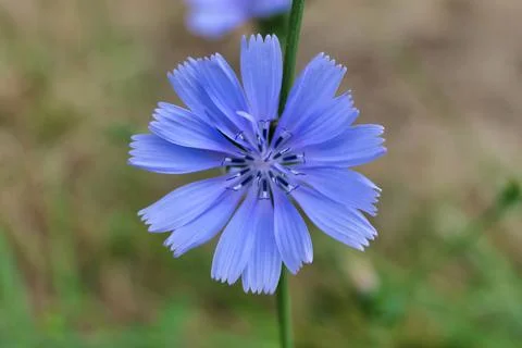 Cichorium Intybus. Stock Photos