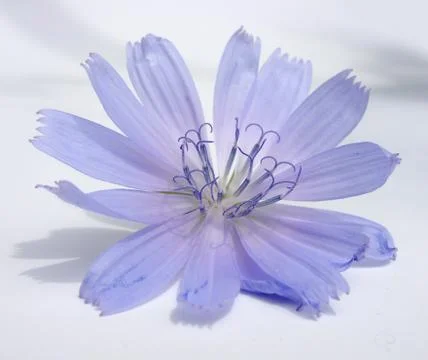 Cichorium Stock Photos