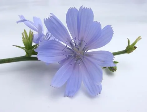 Cichorium Foto stock