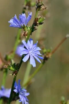 Cichorium Stock Photos
