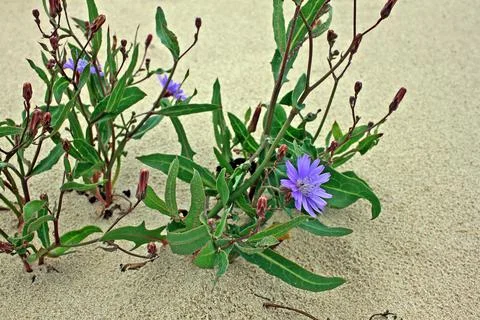 Cichorium Stock Photos