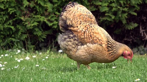 Cicken pecking in the grass and scratching on the meadow Stock Footage 108581942