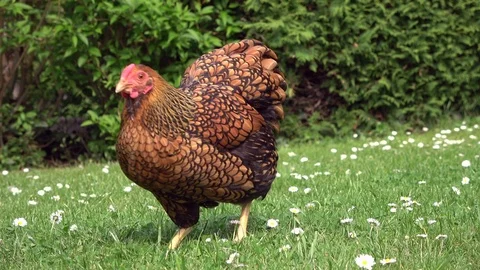 Cicken pecking in the grass and scratching on the meadow Stock Footage 108582122