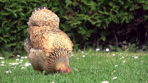 Cicken pecking in the grass and scratching on the meadow Stock Footage 108582202