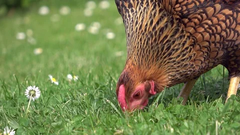 Cicken pecking in the grass and scratching on the meadow Stock Footage 108582305