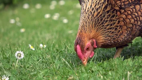Cicken pecking in the grass and scratching on the meadow Stock Footage 108582370