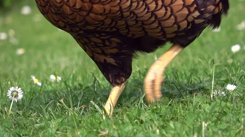 Cicken pecking in the grass and scratching on the meadow Stock Footage 108582441