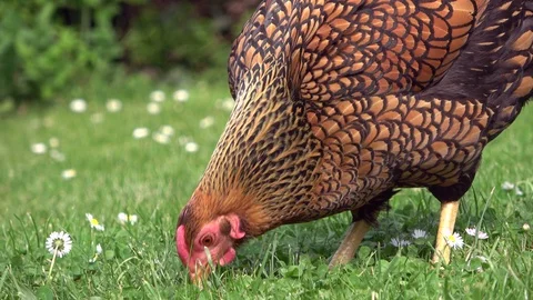 Cicken pecking in the grass and scratching on the meadow Stock Footage 108582490