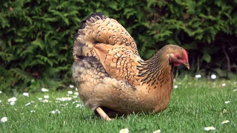 Cicken pecking in the grass and scratching on the meadow Stock Footage 108582530